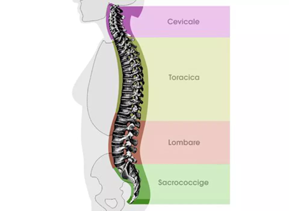 il disegno delle varie zone della schiena e della coonan vertebrale: Cervicale, toracica, lombare, sacrococcige per l'artciolo sul mal di schiena in bici di Boeris Bikes Torino